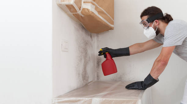 Professional Bathroom Mold Removal technician working in Denton, MD